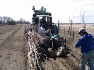 Planting one of the Prairie T.R.U.S.T. experimental plots at Lakeshore Tree Farms, Saskatoon.