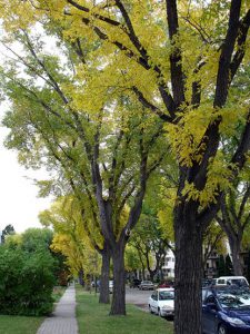Cities and towns in Alberta, Saskatchewan, and Manitoba have few choices for broad headed shade trees due to severe climate. American Elms dominate most core neighbourhoods.