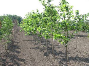 Maple (Acer.spp.) selections play a large part of the Prairie T.R.U.S.T. This row at Jeffries Nurseries did well during the first growing season. We’ll see what winter brings…