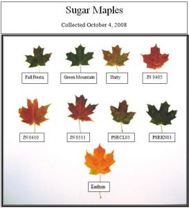 Comparing the timing of a maple’s colour-change gives an indication of future hardiness.