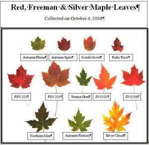 Comparing the timing of a maple’s colour-change gives an indication of future hardiness.