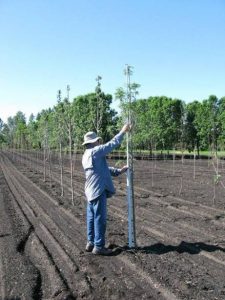 Rick Durand of Prairie Shade Nursery completing the first of many rounds of evaluation.